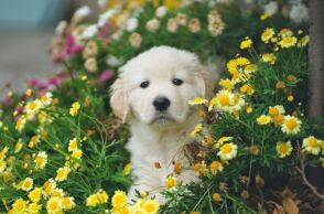 Θεσσαλονίκη: Δωρεάν πρόγραμμα ασφάλισης για υιοθεσίες αδέσποτων