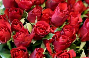 Θεσσαλονίκη: Περισσότερα από 300 χιλιάδες τριαντάφυλλα για την ημέρα του Αγίου Βαλεντίνου στα ανθοπωλεία της πόλης.