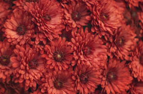 Λουλούδια για τον Άγιο Βαλεντίνο