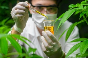 Άρχισε η συνταγογράφηση φαρμακευτικής κάνναβης στη χώρα μας και η διάθεσή της από τα φαρμακεία - Πού μπορούν να εφαρμοστούν οι θεραπείες.