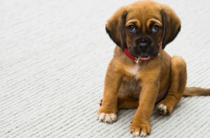 Γιατί πρέπει να εμβολιάσω το κατοικίδιο μου;