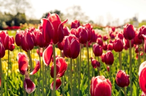 Εορτολόγιο: Σήμερα, 8 Μαρτίου, γιορτάζει…