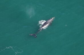 Ατλαντικός: «Απίστευτα σπάνια» γκρίζα φάλαινα εντοπίστηκε μετά από 200 χρόνια - Ο ρόλος της αύξησης της θερμοκρασίας του πλανήτη.