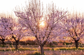 «Μυρίζει» Άνοιξη το Σάββατο 9 Μαρτίου