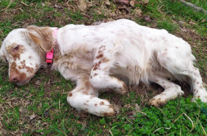 Animal’s voice: Πώς νιώθει ένας φρεσκοπαρατημένος σκύλος;