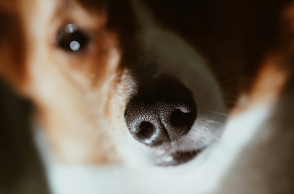 Το αποτύπωμα της μύτης του σκύλου μας θα μπορούσε να αντικαταστήσει τα μικροτσίπ;