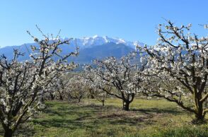 Κατερίνη: Ένα διήμερο γεμάτο με ανθισμένες κερασιές στην Πιερία με σκοπό την ανάπτυξη του αγροτοτουρισμού - Οι κερασώνες σε Κολινδρό και Ράχη.