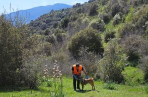 Θεσσαλία: Εντοπίστηκαν 195 δηλητηριασμένα δολώματα σε ορεινή περιοχή - Βρέθηκαν και νεκρά ζώα - Η ανακοίνωση του ΟΦΥΠΕΚΑ.