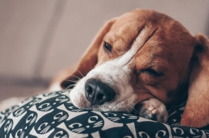 Γιατί σκάβει ο σκύλος μου το κρεβάτι του;