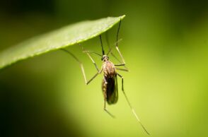 Υπουργείο Υγείας: Σχέδιο δράσης για τη λοίμωξη από τον ιό του Δυτικού Νείλου - Εγκύκλιος για τα προγράμματα ολοκληρωμένης διαχείρισης των κουνουπιών.