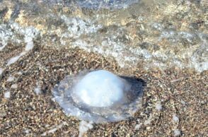 Σε αρκετές παραλίες της Ρόδου έχει εντοπιστεί η τροπική μέδουσα Rhopilema nomadic - Με τι συνδέεται η εμφάνισή της.