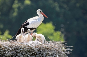 Λέσβος: Διασώθηκε πελαργός με τραύμα στη φτερούγα