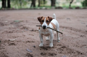ΗΠΑ: Σκυλίτσα βρέθηκε 4.000 χλμ μακριά από το σπίτι της