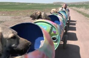 Τουρκία: Μια φιλόζωη βγάζει βόλτα ανάπηρους σκύλους με ένα αυτοσχέδιο τρενάκι - Η Μπουκέτ Οζγκουνλού φιλοξενεί 560 σκυλιά στο καταφύγιό της. 