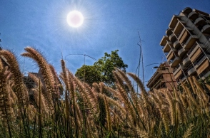 Εικόνα της Αθήνας με στάχια και με φόντο πολυκατοικίες