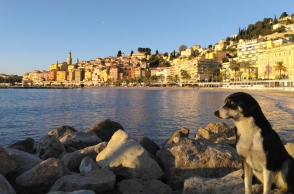 Σκυλίτσα που χάθηκε στην Ελλάδα βρέθηκε στη Σερβία 