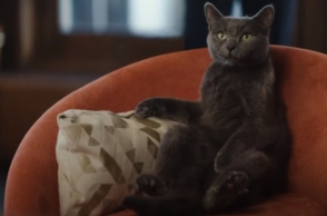 14 κορυφαίες διαφημίσεις με πρωταγωνίστριες γατούλες