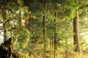 Ευρωπαϊκά δασικά οικοσυστήματα