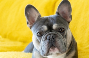 Τι είναι χρωματική αραίωση στο τρίχωμα των σκυλιών