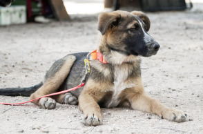 Γιορτή Υιοθεσίας