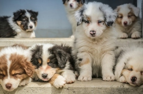 Αλωπεκία αραίωσης χρώματος του σκύλου: Όσα χρειάζεται να γνωρίζουμε