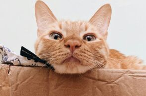 He was a rising star of academia with multiple papers. He was also a cat