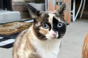 Η γάτα Γκαλένα που ταξίδεψε σε δέμα της Amazon