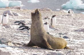 Ανταρκτική: Τα ζώα καίγονται από τον ήλιο