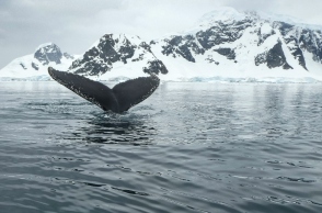Tα θηλαστικά και τα πτηνά της Ανταρκτικής και η τρύπα του όζοντος