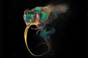 «Bees: A Story of Survival» - Έκθεση για τον συναρπαστικό κόσμο των μελισσών στο Λίβερπουλ - Συνδυάζει τέχνη και επιστήμη.