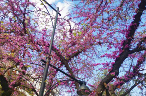 Κουτσουπιές