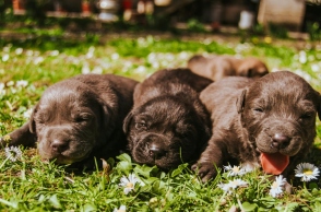 Τύφος: Κινδυνεύει ο σκύλος μας; 