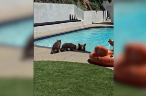 Καλιφόρνια: Viral η αρκούδα που έκανε βουτιά σε πισίνα σπιτιού 