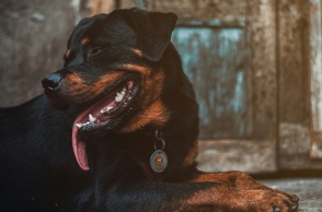 Νέα Σμύρνη: Χειρουργήθηκε το μωρό που δέχθηκε επίθεση από τον σκύλο 