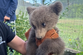 Κοζάνη: Ορφανό αρκουδάκι βρέθηκε σε αυλή σπιτιού 
