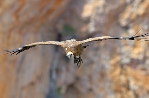 Φωλιάζουν ξανά τα Όρνια στην Πάρνηθα έπειτα από σχεδόν μισό αιώνα 