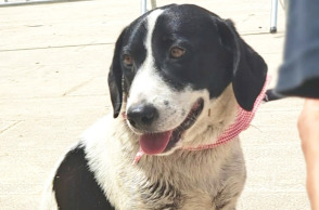 4ο Run Bike Care: Υιοθετήστε ένα σκυλάκι