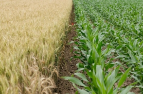 «Πράσινοι - Οικολογία» και «ΚΟΣΜΟΣ» στηρίζουν τις βιολογικές καλλιέργειες 