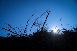 Χορτάρια και κλαδιά σε οικόπεδο