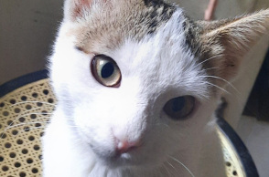 Μήπως Ρόζα;