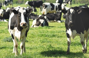 Γρίπη των πτηνών ΗΠΑ: Θανατώθηκαν δεκάδες αγελάδες που δεν ανέρρωσαν 