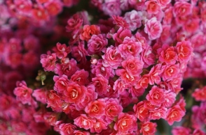 Εορτολόγιο: Σήμερα 8 Ιουνίου 2024 γιορτάζει…