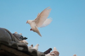 Περιστέρι λευκό που προσγειώνεται σε σκεπή όπου βρίσκονται και άλλα