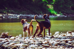 Γιατί τα σκυλιά παθαίνουν Διροφιλαρίωση?