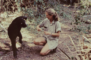 Η Τζέιν Γκούνταλ στο «Miss Goodall and the World of Chimpanzees»