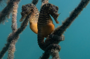 Aρσενικός ιππόκαμπος γεννά εκατοντάδες μωρά 