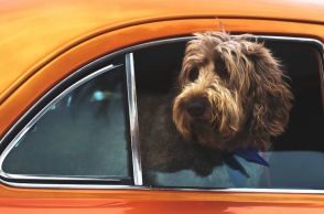  Σκύλος στο αυτοκίνητο: 6 συμβουλές για ένα ήρεμο ταξίδι