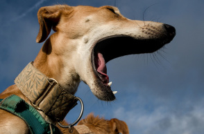 Η ιστορία των σκύλων ως κατοικίδια