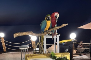 Παπαγάλοι σε εμπορική εκμετάλλευση στη Χαλκιδική