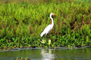 Η Γη έχει χάσει το ένα πέμπτο των υγροτόπων της από το 1700